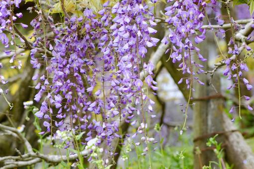 藤の花 藤の花,藤,春の写真素材