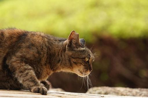 公園の野良猫 公園の野良猫 猫,野良猫,地域猫の写真素材