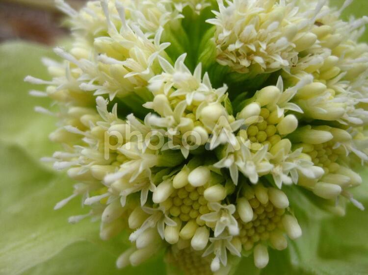ふきのとう　接写 ふきのとう,花,接写の写真素材