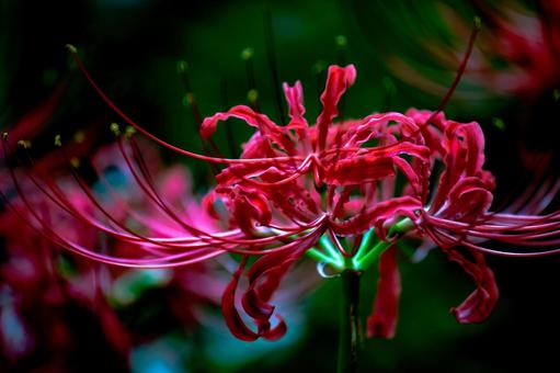 彼岸花の写真