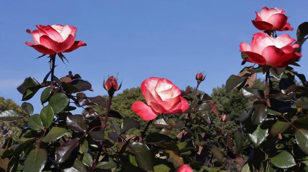 【花の写真】ばらの花 rose,植物,園芸の写真素材