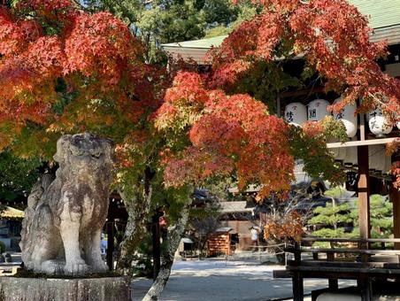 紅葉に彩られた神社境内と狛犬 紅葉に彩られた神社境内と狛犬 今宮神社,紅葉,京都の写真素材