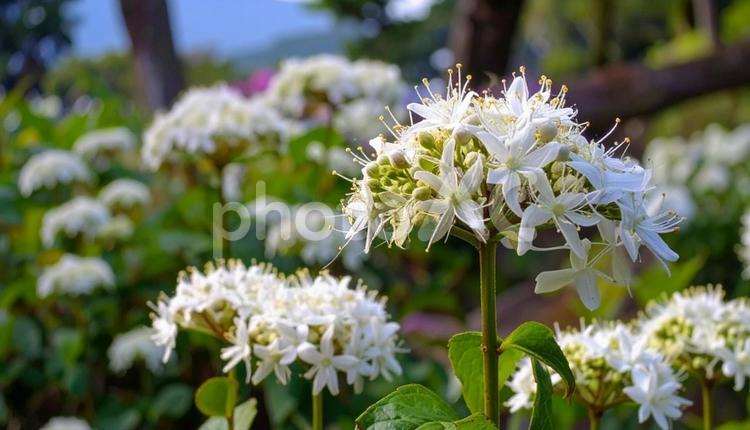 秋の七草　フジバカマ　花畑　季節の花 秋の七草,フジバカマ,花畑の写真素材