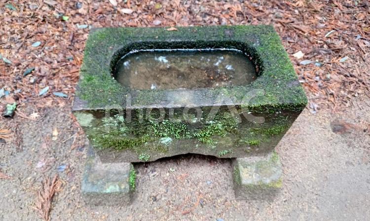 鹿島神宮で見つけたもの 鹿島神宮で見つけたもの 鹿島神宮,境内,苔の写真素材