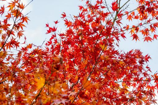モミジの紅葉⑴ 葉,秋,モミジの写真素材