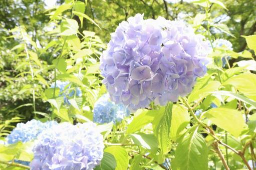 Hydrangea, JPG Hydrangea, JPG