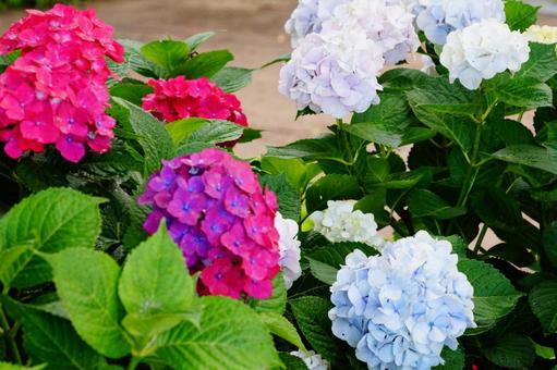紫陽花 紫陽花の写真