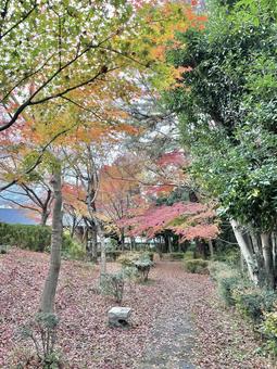 秋 秋 木,秋,自然の写真素材