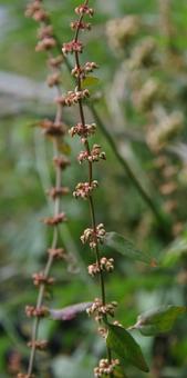 アレチギシギシ アレチギシギシの写真