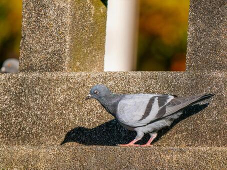 地面を歩くドバト・カワラバト ドバト,カワラバト,動物の写真素材