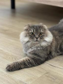 手を伸ばす猫 手を伸ばす猫の写真