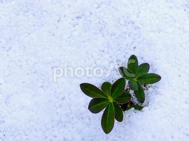 雪の中芽吹く 背景,雪,庭の写真素材