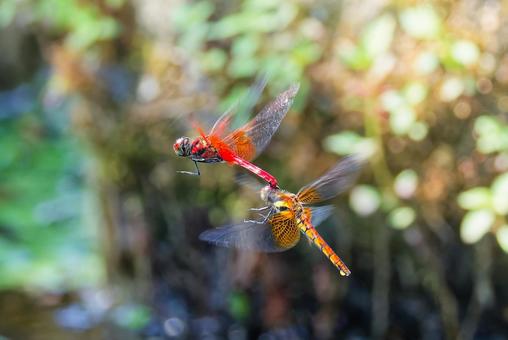 体を付けて飛ぶネキトンボ 体を付けて飛ぶネキトンボ ネキトンボ,メス,雌の写真素材