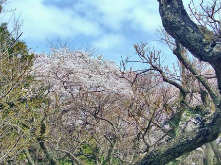 清水公園の桜-111 清水公園の桜-111の写真