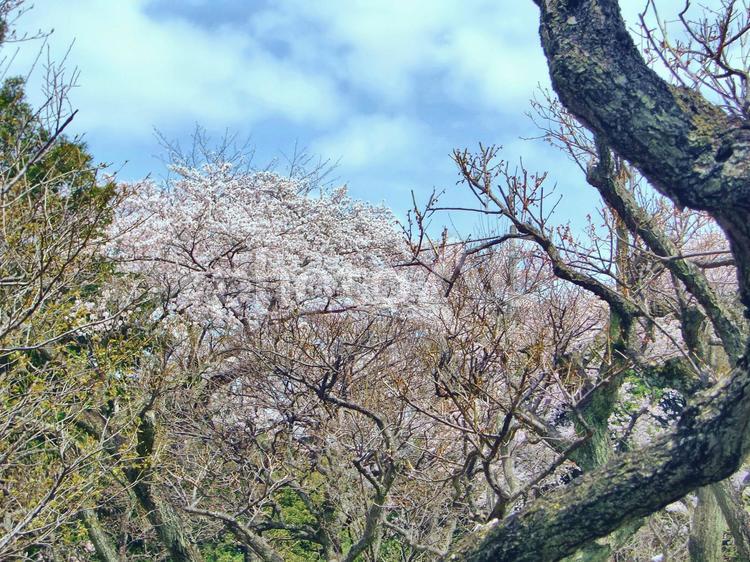 清水公園の桜-111 千葉県野田市,桜の木,幹の写真素材