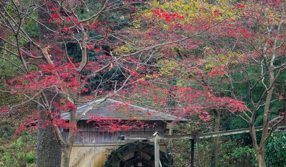 紅葉 もみじ 公園 紅葉 もみじ 公園の写真