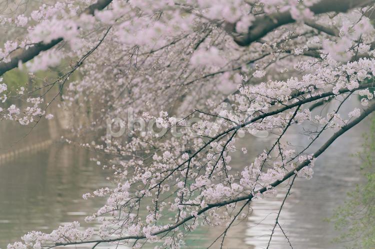 目黒川の桜9 桜,春,日本の写真素材