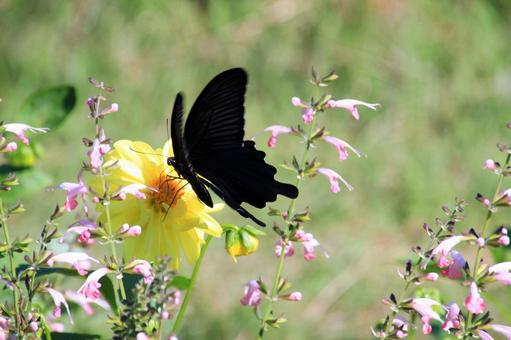 花蜜を吸う黒いアゲハ蝶 花蜜を吸う黒いアゲハ蝶 アゲハ蝶,チョウ,黒の写真素材