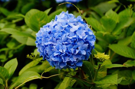 青いアジサイの花 青いアジサイの花の写真