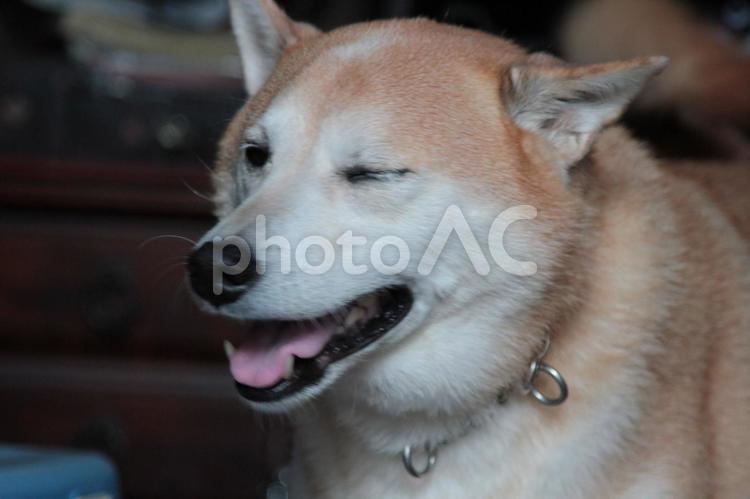 柴犬・笑顔ウィンク 柴犬,日本犬,犬の写真素材