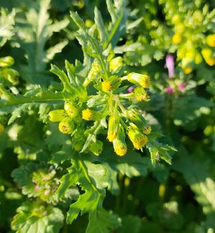 ノボロギク ノボロギク,野草,野花の写真素材