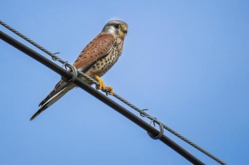 チョウゲンボウ チョウゲンボウ チョウゲンボウ,野鳥,鳥の写真素材