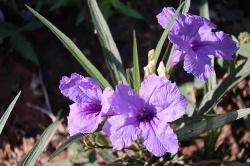 花壇の紫のヤナギバルイラソウの花のアップ 花壇,紫,ヤナギバルイラソウの写真素材