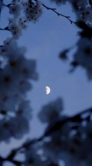上弦の月と桜 上弦の月と桜の写真