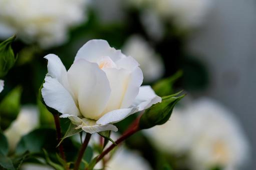 「純潔」が花言葉、白い薔薇 「純潔」が花言葉、白い薔薇 薔薇,純潔,花言葉の写真素材