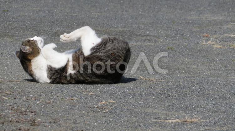 厳しいトレーニングに励む猫　腹筋編 猫,モフモフ,ふわふわの写真素材