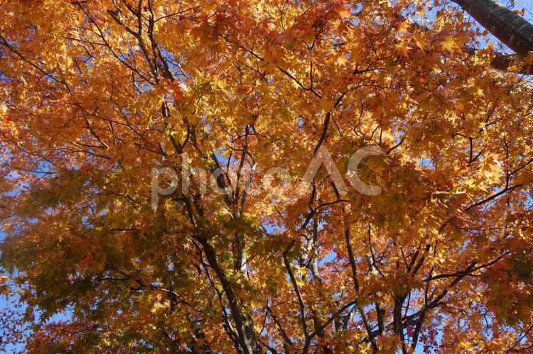 軽井沢の秋の紅葉 背景,壁紙,紅葉の写真素材