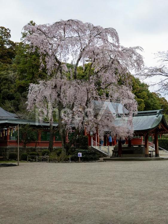 塩釜神社の桜⒅ 塩釜神社,陸奥国一宮,重要文化財の写真素材