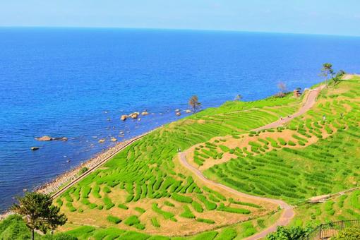 千枚田 千枚田の写真
