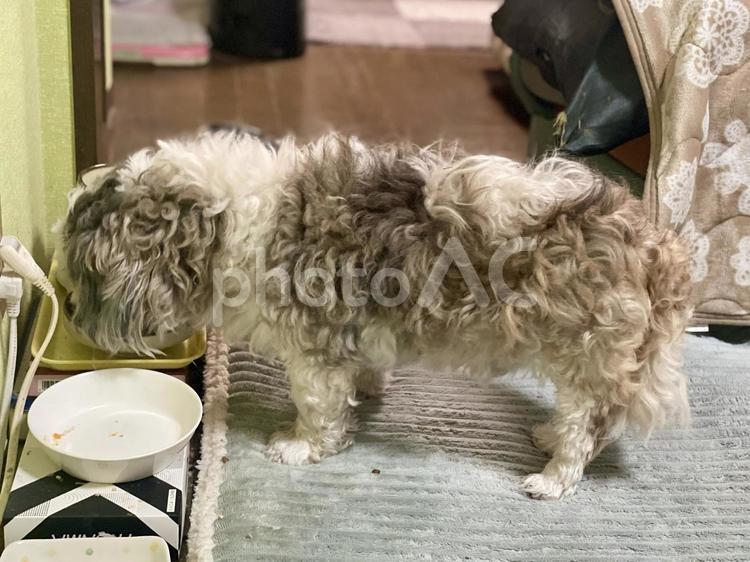 食事中のシーズーワンコ様 犬,シーズー,微睡むの写真素材