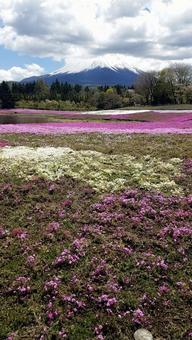 芝桜⑤ 芝桜,富士芝桜まつり,山梨の写真素材