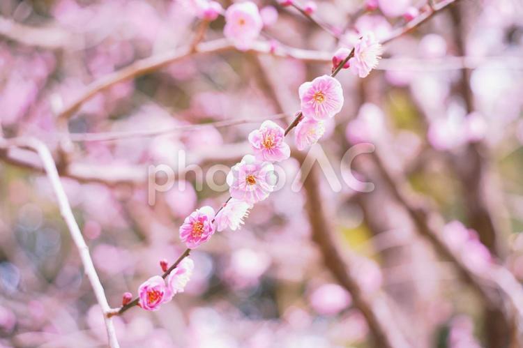 透き通るようなうすいピンクの八重の梅（２） 梅,八重,うめの写真素材