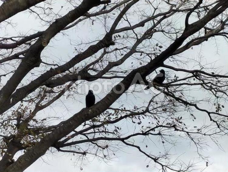 二羽のカラスと大きな木 木,カラス,鳥の写真素材