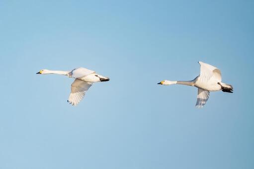 オオハクチョウ(131) 鳥,オオハクチョウ,ハクチョウの写真素材