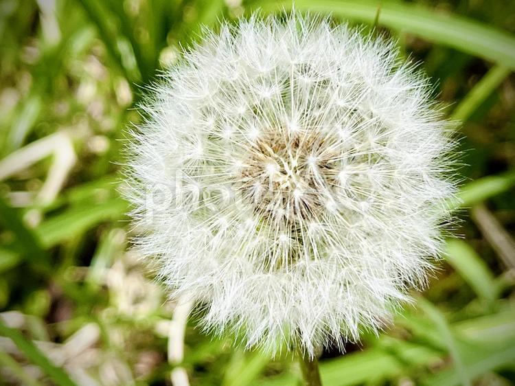 たんぽぽ(綿毛) 01 綿毛,種,種子の写真素材