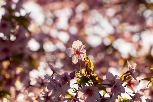 cherry blossoms, JPG
