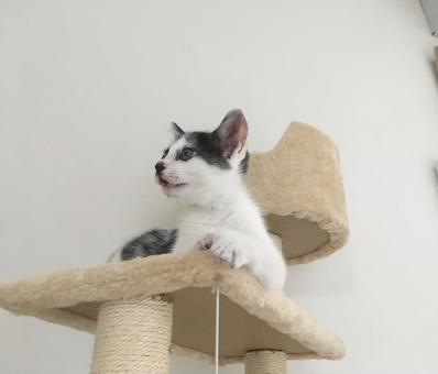 Cat tower and kitten, JPG