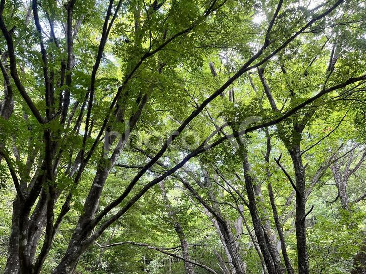 木漏れ日 木漏れ日,自然,木の写真素材