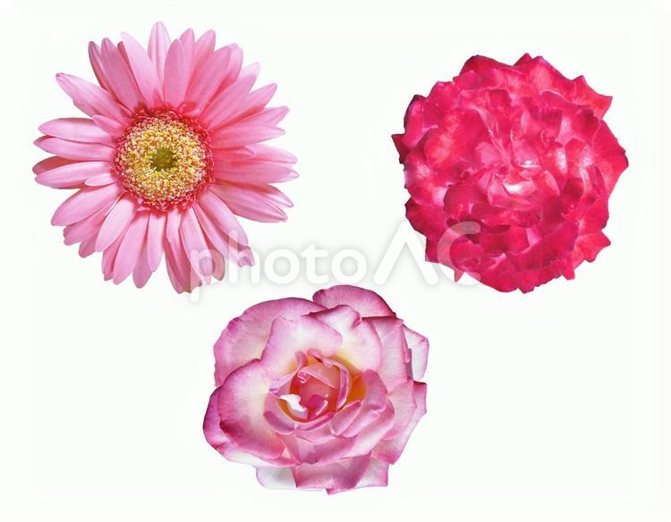 花　切り抜き素材（ピンク） 花,切り抜き,セットの写真素材