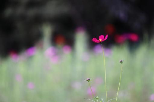 Landscape with cosmos flowers, JPG