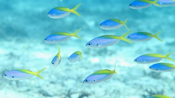 Juvenile Japanese sea bass, Ishigaki Island, JPG