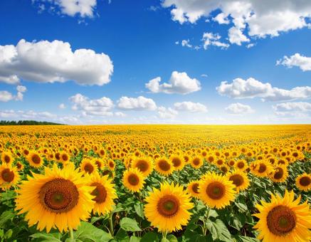 夏 ひまわり 花畑 自然 青空 美しい 夏 ひまわり 花畑 自然 青空 美しいの写真