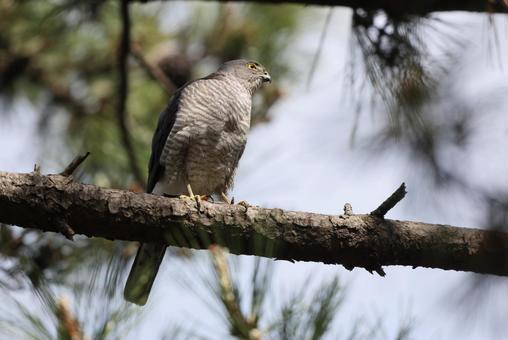 Photo, tsumi, raptor, hawk, 