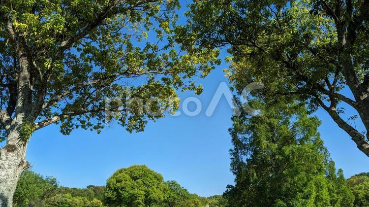 青空と樹木 空,青空,快晴の写真素材