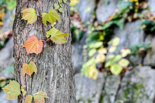 色づいた蔦と石の背景 蔦,ツタ,紅葉の写真素材
