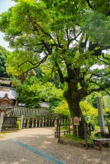 【岐阜】岐阜の神社巡り 2025 【岐阜】岐阜の神社巡り 2025の写真
